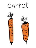 cenouras doodle desenhadas à mão. ícones vegetais isolados, adesivo de cenoura. vetor