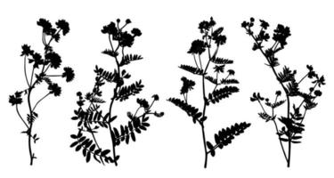 conjunto de silhuetas de flores silvestres isoladas no fundo branco. coleção de flores do prado. ilustração vetorial. vetor