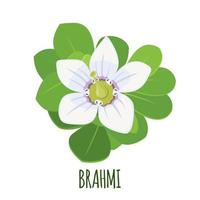 ícone brahmi em estilo simples, isolado no fundo branco. bacopa monnieri, hissopo de água, gratiola, pennywort indiano. planta medicinal. ilustração vetorial. vetor