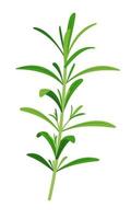 ícone de raminhos de alecrim em estilo simples, isolado no fundo branco. planta médica ayurvédica. erva para a saúde. ilustração vetorial. vetor