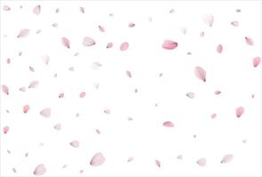 cenário de pétalas de cereja. fundo de pétalas de sakura.