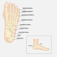 ossos do pé humano anatomia esboço vetor medicina ortopédica. esqueleto das falanges dos tornozelos e dedos dos pés, cubóide, metatarso, navicular e esfenóide.