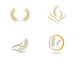 conjunto de ícones de trigo ou grão