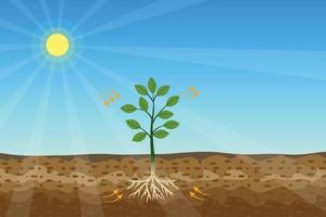 processo de fotossíntese com uma planta verde e vetor de sol brilhante. as plantas verdes estão obtendo energia e nutrição do sol e do solo. uma árvore está produzindo oxigênio e açúcar da luz do sol.