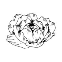 flor de peônia desenhada de mão, isolada no branco. vetor linha arte monocromática elegante composição floral em estilo vintage, t-shirt, desenho de tatuagem, página para colorir, decoração de casamento.