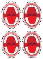 dentes. cavidade oral. ilustração vetorial da cavidade oral com dentes numerados para clínicas odontológicas, cartazes, folhetos. vetor