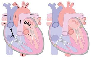 desenho anatômico do coração em uma seção. fundo para exames médicos, folhetos, folhetos, folhetos. auxílio visual para o estudo da anatomia humana. vetor