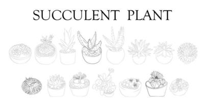 planta suculenta. ilustração de diferentes tipos de suculentas. plantas desenhadas à mão. vetor