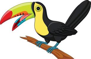 pássaro tucano dos desenhos animados isolado no fundo branco vetor