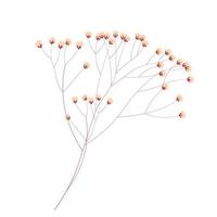 ilustração vetorial de estoque gypsophila. delicado floral elegante para um convite. cor creme. flores secas em tons pastel, isoladas em um fundo branco. vetor
