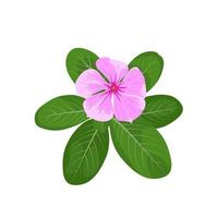 ilustração em vetor de pervincas de madagascar ou catharanthus roseus, flor rosa em flor, isolada no fundo branco.