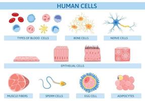 infográficos planos de células humanas vetor