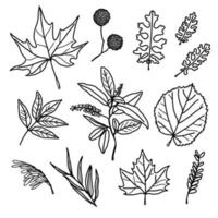 conjunto de folhas de outono - sicômoro, tília, freixo, bordo e outros galhos. folhas para moldes, adesivos, estampas e decoração vetor