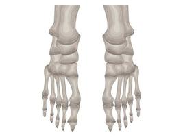 corpo ciência anatomia cirurgia biologia osso crânio esqueleto plano vetor