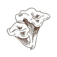 coleção de ilustrações vetoriais de cogumelos comestíveis. chanterelles desenhados à mão. esboços de plantas florestais. perfeito para receita, menu, rótulo, ícone, embalagem, contornos de cogumelos vintage. vetor