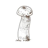 coleção de ilustrações vetoriais de cogumelos comestíveis. boleto desenhado à mão. esboços de plantas florestais. perfeito para receita, menu, rótulo, ícone, embalagem, contornos de cogumelos vintage. vetor