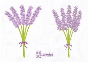 Vector livre lavanda flor