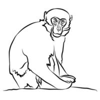 lindas listras de macaco vetor