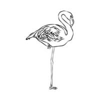 lindas listras de flamingo vetor
