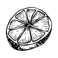 vector clipart de limão. ícone cítrico desenhado de mão. ilustração de frutas. para impressão, web, design, decoração