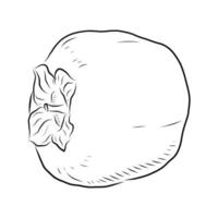 desenho vetorial de um caqui maduro em um fundo branco vetor