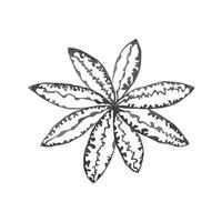 ilustração vetorial colorida de flor de desenho cinza isolada no fundo branco vetor
