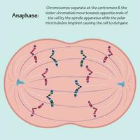 fase anáfase da mitose vetor