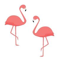 dois flamingos corais rosa em um fundo branco. imagem vetorial de pássaros exóticos vetor