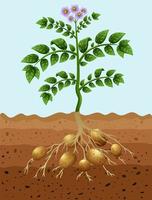 batatas plantando no chão vetor