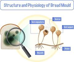 estrutura e fisiologia do molde do pão vetor