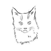 desenho vetorial de gato vetor