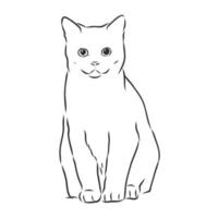 desenho vetorial de gato vetor