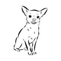 desenho vetorial de chihuahua vetor