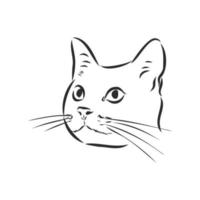 desenho vetorial de gato vetor