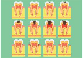 Estrutura de vetores dentários