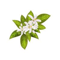 folhas e flores de neroli. vetor