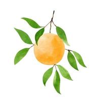 laranja fresca e madura, isolada no fundo branco. citrino redondo com casca de laranja e folhas. ilustração em aquarela desenhada à mão. perfeito para seu projeto, cartões postais, estampas, capas, cardápio, padrões. vetor