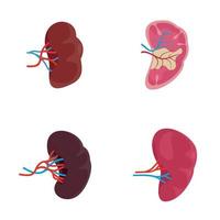 conjunto de ícones de anatomia milt do baço vetor isolado