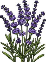 clipart colorido de desenho de flor de lavanda vetor