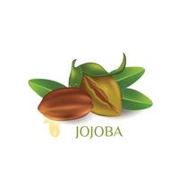 ilustração em vetor cosmético de cuidados com a pele natural jojoba