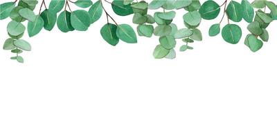 desenho em aquarela. fronteira sem costura com folhas de eucalipto. isolado em folhas verdes de fundo branco e galhos de eucalipto. web banner, quadro vetor