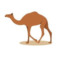 ilustração vetorial de camelo