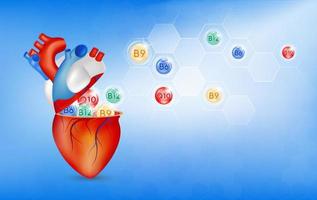 vitaminas para o coração. nutrientes essenciais para a saúde do coração principais órgãos humanos com molecular. vitamina b, coenzima q10. conceitos médicos e de saúde. vetor 3D eps10