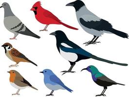 ilustração vetorial de coleção de tipos de pássaros comuns