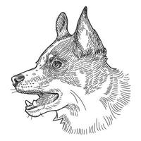 estilo de desenho de cachorro, ilustração vintage de caneta para seu projeto vetor