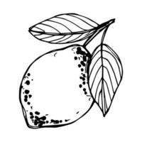 vector clipart de limão. ícone cítrico desenhado de mão. ilustração de frutas. para impressão, web, design, decoração