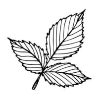 vetor clipart de folha de framboesa. ilustração de planta desenhada de mão. para impressão, web, design, decoração, logotipo.