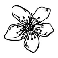 vector clipart de flor de framboesa. ilustração de flor desenhada de mão. para impressão, web, design, decoração, logotipo.