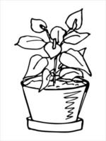 planta de casa desenhada de mão bonita em um clipart de pote. ilustração de plantas. doodle em casa aconchegante vetor