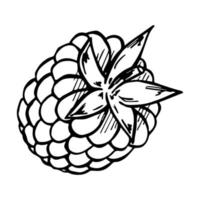 vetor de framboesa ou clipart de amora. ícone de baga desenhada de mão. ilustração de frutas. para impressão, web, design, decoração, logotipo.